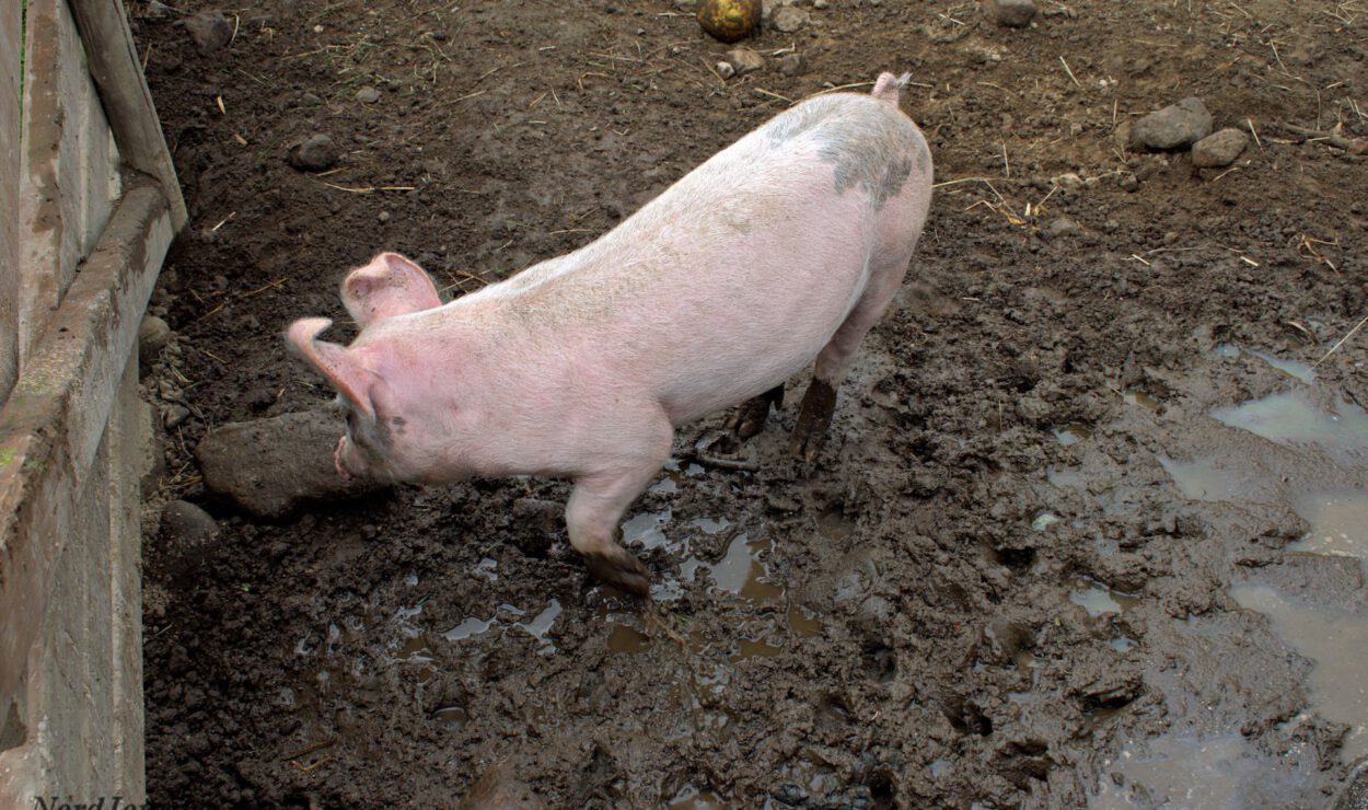 Ein Schwein steht in einem schlammigen Pferch und hat einen Ball in der Nähe.