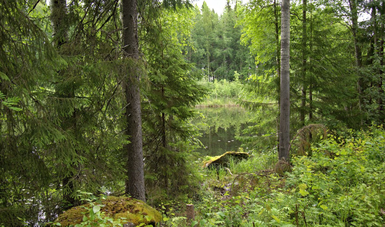 Eine ruhige Waldszene mit hohen Bäumen, üppigem Grün und einem reflektierenden Teich im Hintergrund.