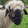 Nahaufnahme eines Walliser Schwarznasenschafs mit lockiger Wolle und dunklem Gesicht, das auf einer Wiese steht.