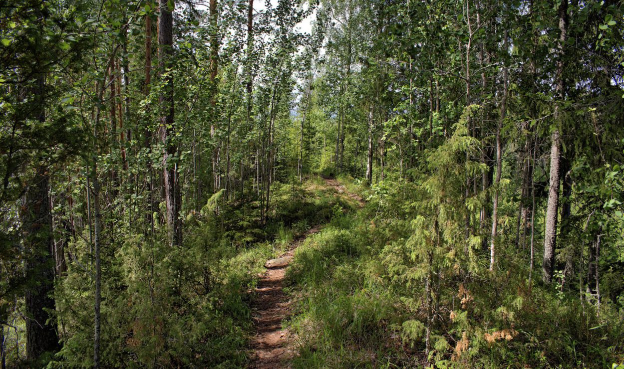 Ein schmaler Waldweg, umgeben von dichten, grünen Bäumen und Unterholz an einem sonnigen Tag.