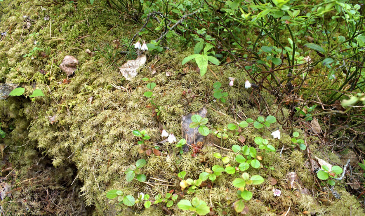 Moosbedeckter Baumstamm mit kleinen grünen Pflanzen und ein paar winzigen weißen Blumen in einer Waldumgebung.