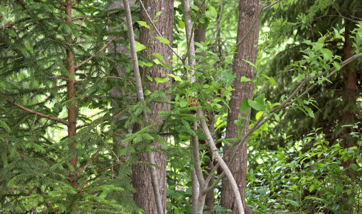 Dichter Wald mit verschiedenen Bäumen und grünem Laub, darunter immergrüne Bäume und Laubbäume.