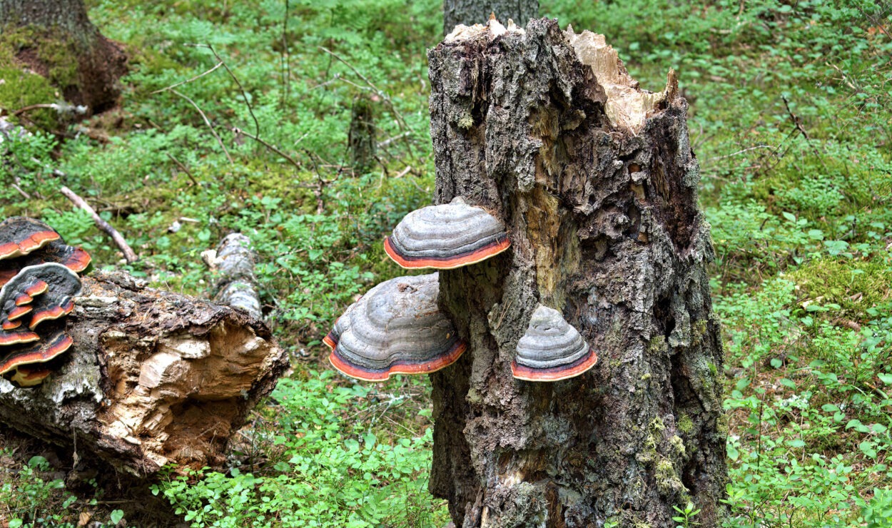 Baumstumpf mit mehreren großen, geschichteten Baumpilzen, die in einer Waldumgebung darauf wachsen.