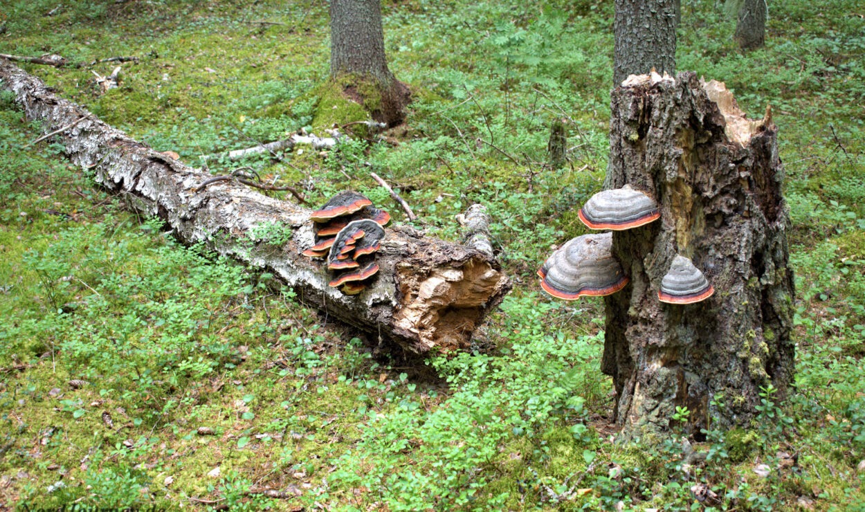 Waldszene mit einem umgestürzten Baum und einem Baumstumpf, beide mit großen Baumpilzen bedeckt. Grünes Laub bedeckt den Waldboden.