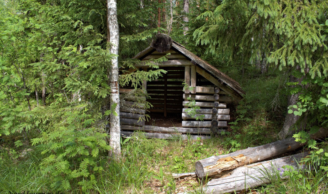 In einem dichten, grünen Wald, umgeben von hohen Bäumen und Unterholz, steht ein kleiner, rustikaler Unterstand aus Holzscheiten. Im Vordergrund sind ein paar umgestürzte Baumstämme zu sehen.