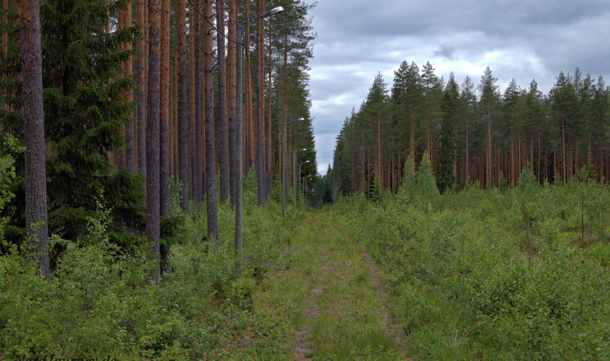 Unter einem bewölkten Himmel führt ein Pfad durch einen dichten Wald, der auf beiden Seiten von hohen Bäumen gesäumt ist.