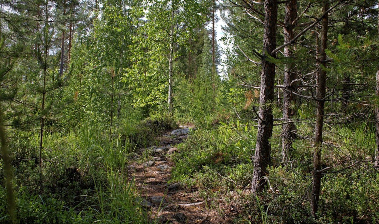 Ein schmaler Feldweg schlängelt sich durch einen dichten Wald mit hohen grünen Bäumen und Unterholz.