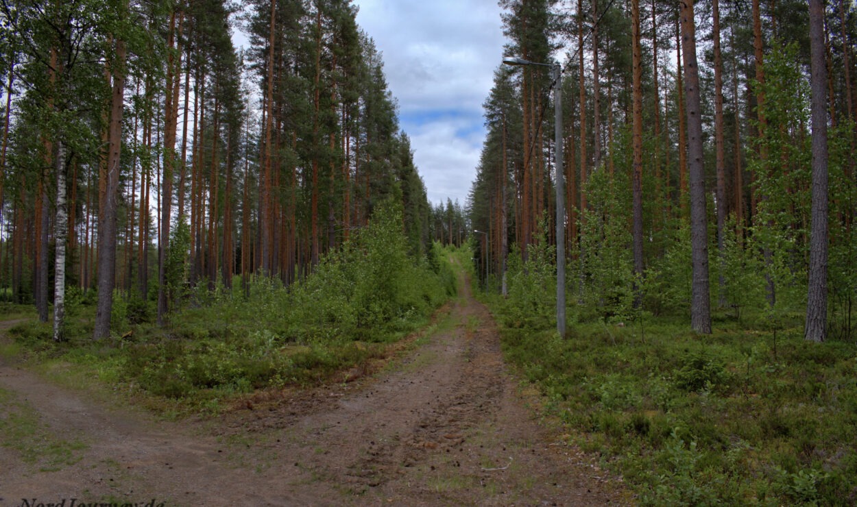 Ein Feldweg, umgeben von hohen Kiefern in einem Wald unter einem bewölkten Himmel.