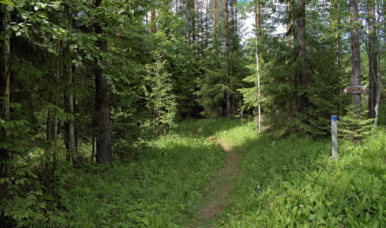 Ein schmaler Feldweg schlängelt sich durch einen üppigen, grünen Wald. Auf der rechten Seite steht ein Wegweiser. An einem sonnigen Tag ist das Gebiet von Bäumen und Laub umgeben.