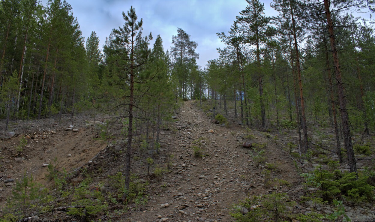 Ein steiniger Waldweg führt bergauf, umgeben von hohen Kiefern unter einem bewölkten Himmel.