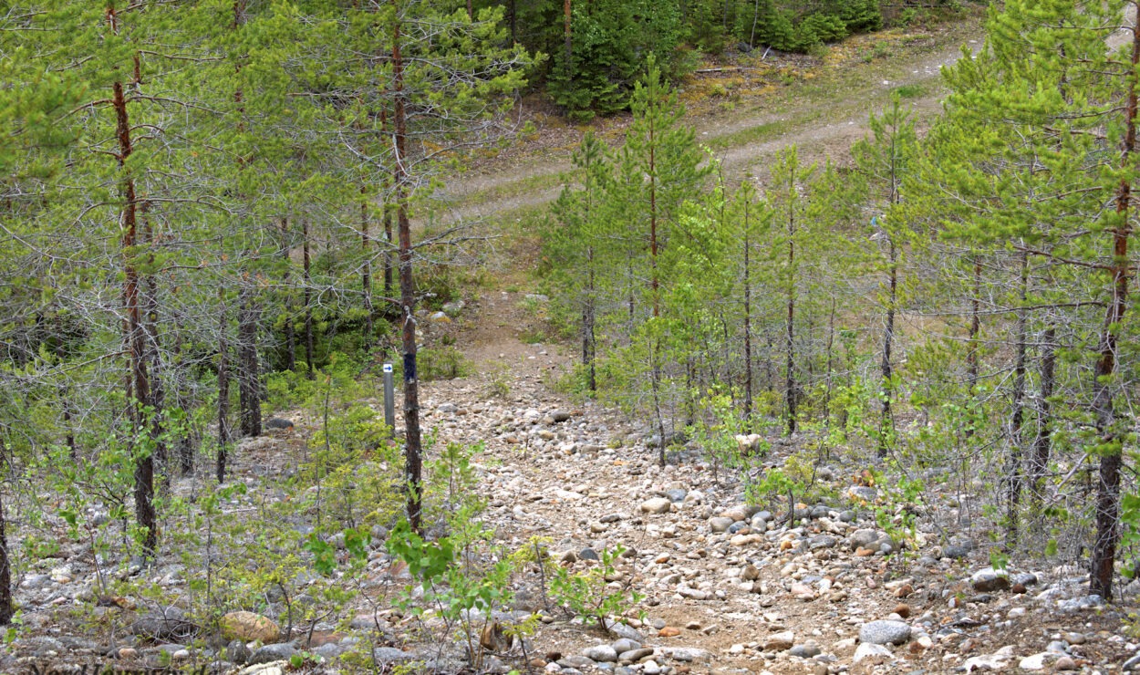 Felsiger Waldweg, umgeben von spärlich grünen Bäumen.