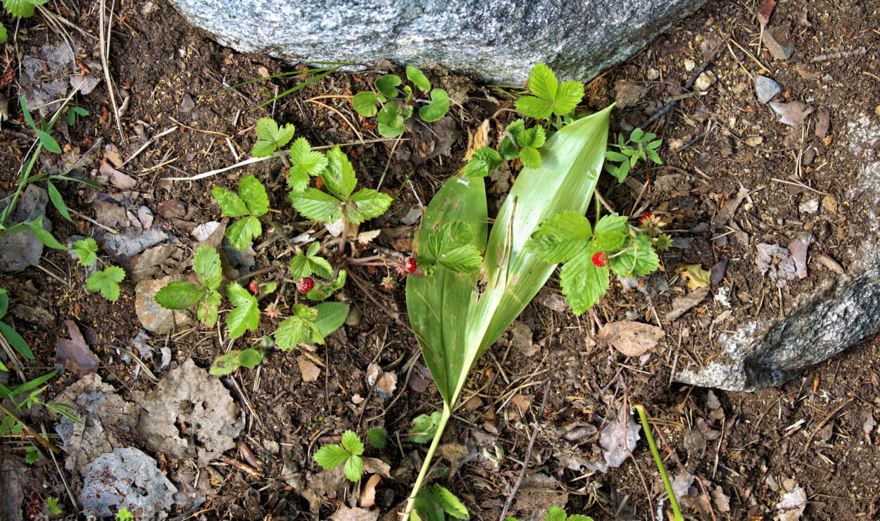 Walderdbeeren wachsen zwischen Steinen und Blättern auf dem Boden.