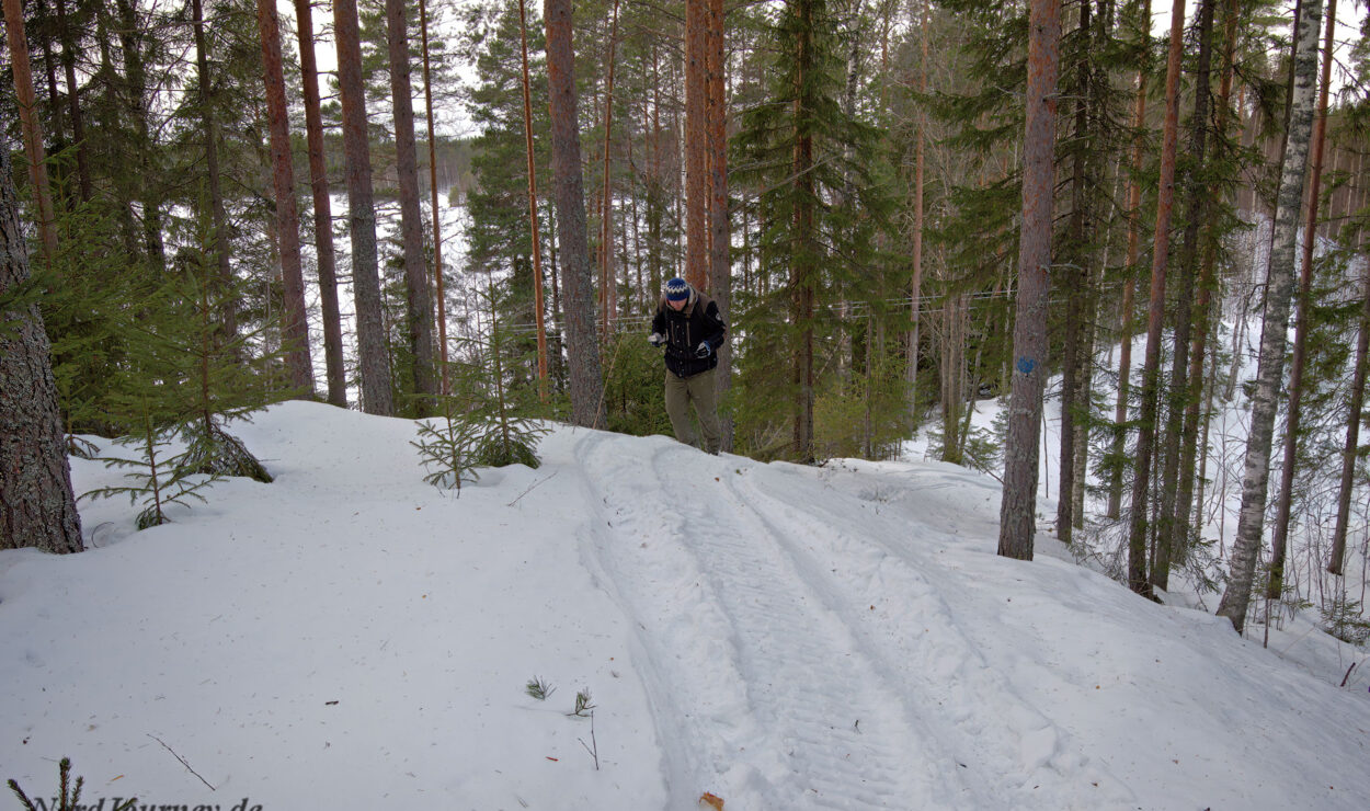 Person, die einen schneebedeckten Hügel hinaufwandert, der von einem Wald aus hohen, schlanken Kiefern umgeben ist.