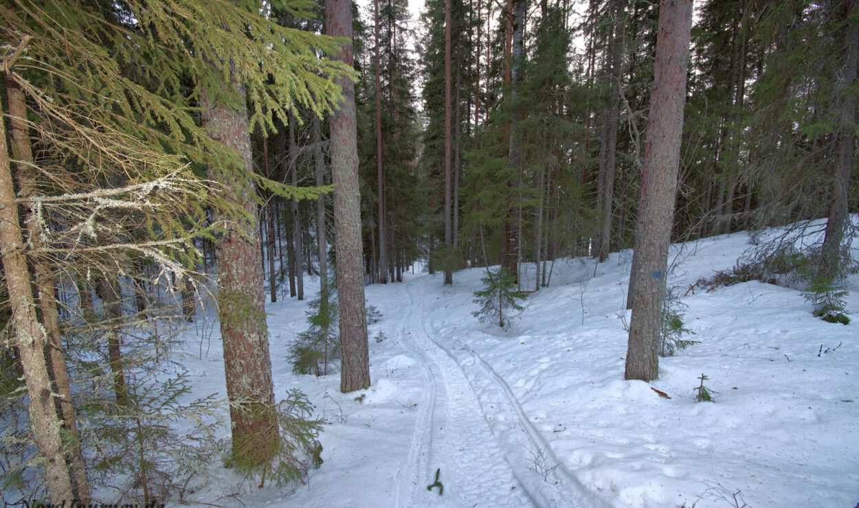 Schneebedeckter Waldweg, umgeben von hohen immergrünen Bäumen.