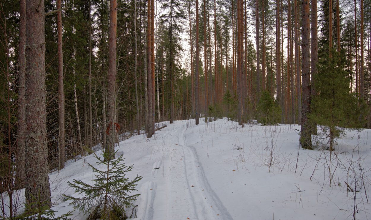 Verschneiter Waldweg, umgeben von hohen Bäumen unter einem bewölkten Himmel.