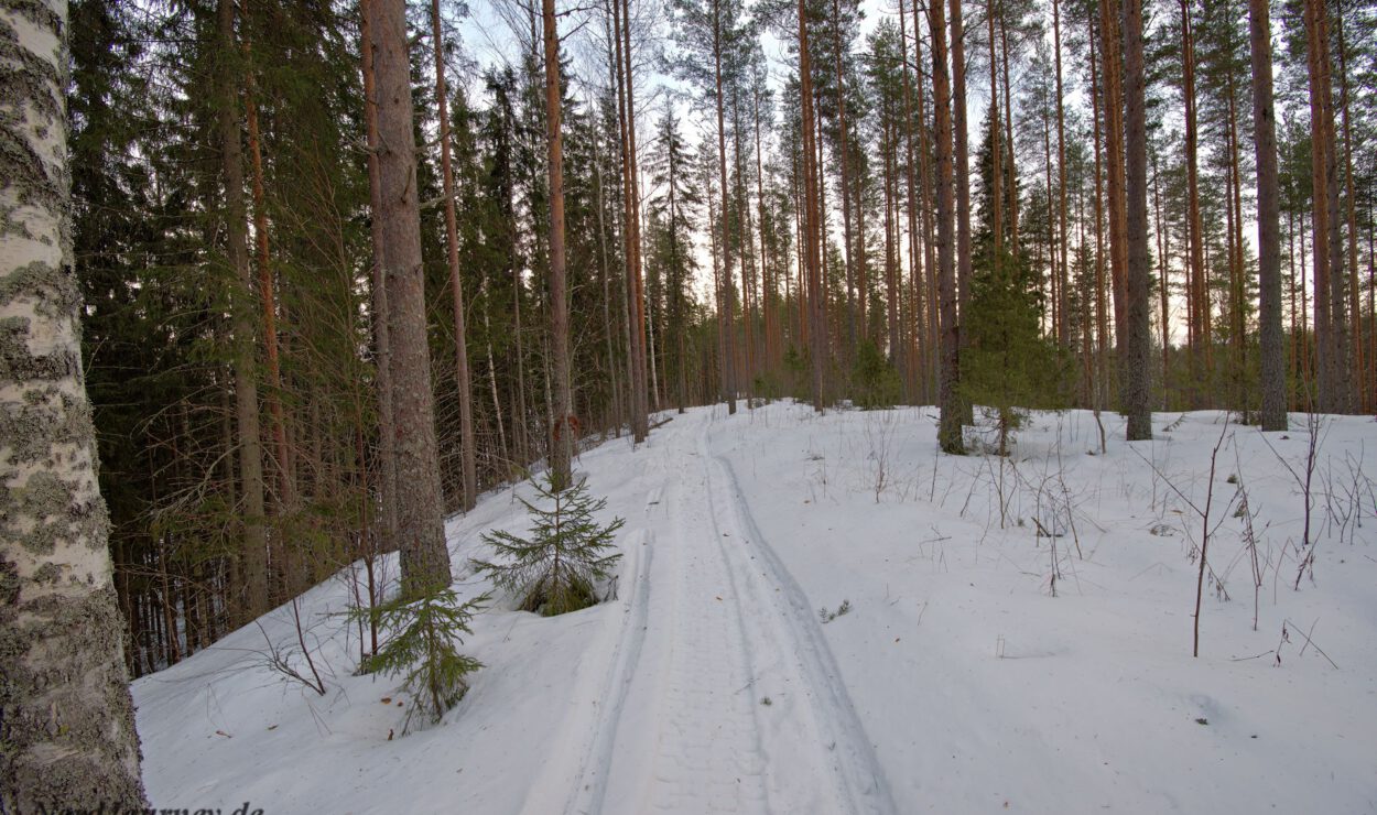 Schneebedeckter Waldweg mit hohen Bäumen auf beiden Seiten unter einem bewölkten Himmel.