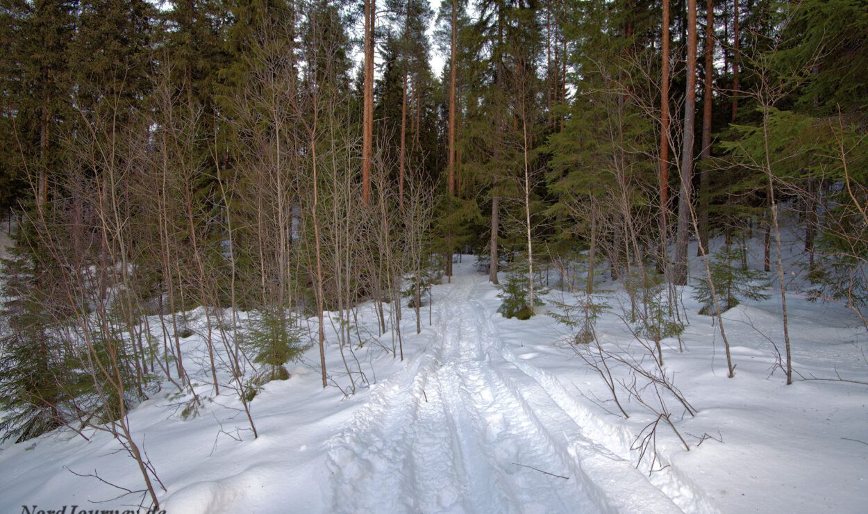 Schneebedeckter Weg durch einen Wald mit hohen immergrünen Bäumen. Auf dem Weg sind Reifenspuren sichtbar.