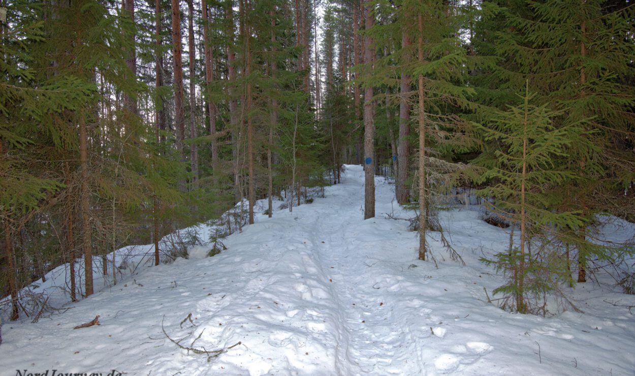 Ein schneebedeckter Pfad durch einen dichten Wald aus hohen immergrünen Bäumen unter einem klaren Himmel.