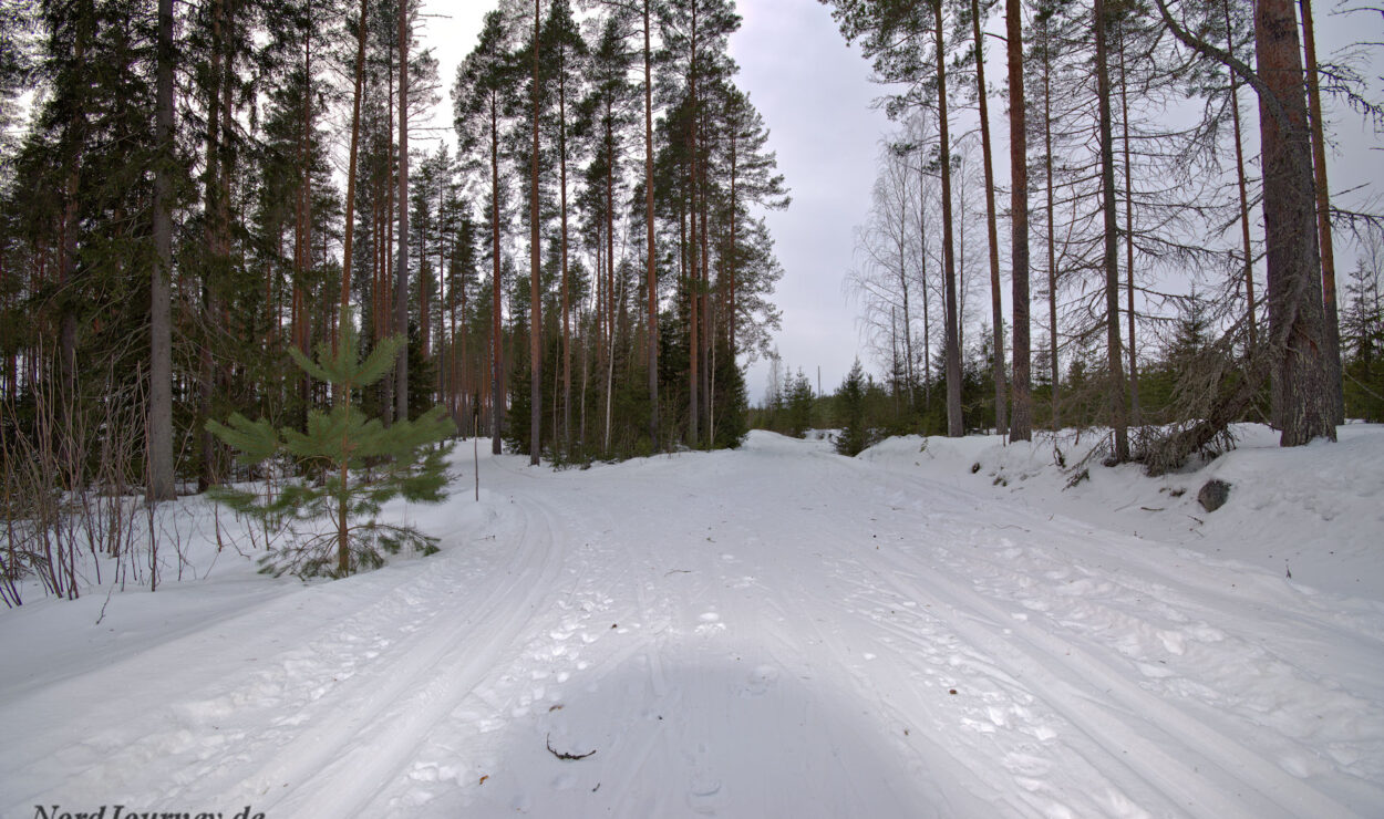 Schneebedeckter Weg durch einen Kiefernwald unter bewölktem Himmel, mit Bäumen auf beiden Seiten.