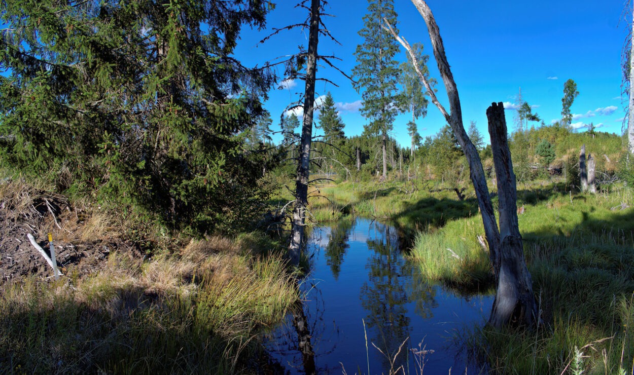 Ein ruhiger Bach fließt durch einen üppigen Wald mit grünem Gras und hohen Bäumen, von denen einige kahl und schief sind. Der Himmel ist klar und blau.