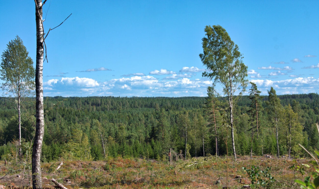 Gerodetes Waldgebiet mit vereinzelten stehenden Bäumen und dichtem Wald im Hintergrund unter blauem Himmel mit Wolken.