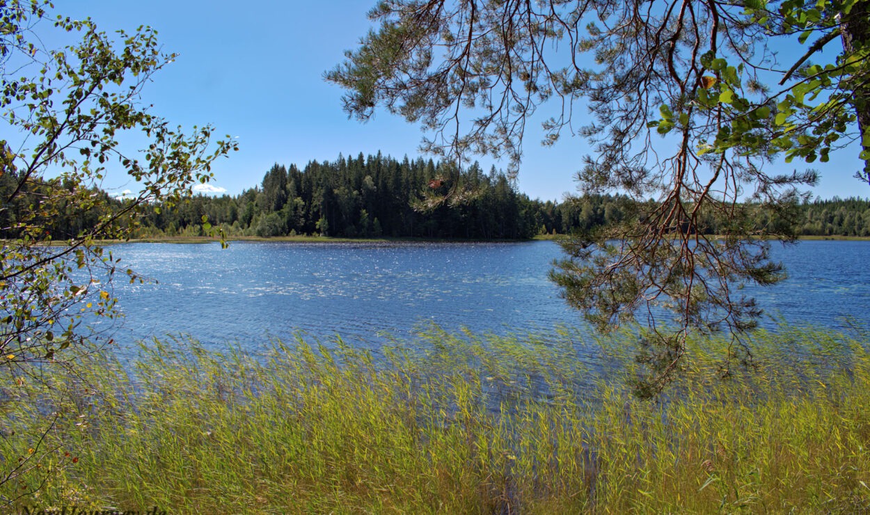 Ein friedlicher See mit ruhigem blauen Wasser, umgeben von üppigen grünen Bäumen und hohem Gras, unter einem klaren blauen Himmel.