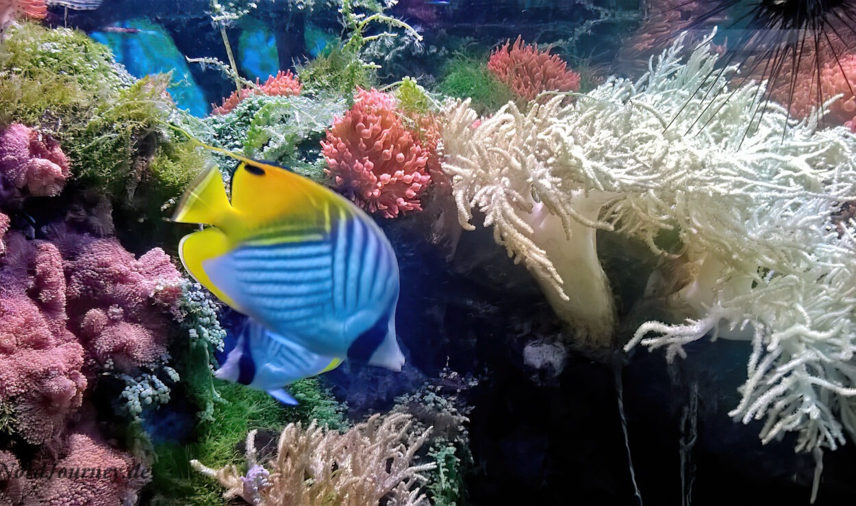 Ein bunter Fisch schwimmt in einem lebendigen Korallenriffbecken mit verschiedenen Korallen und Meerespflanzen.