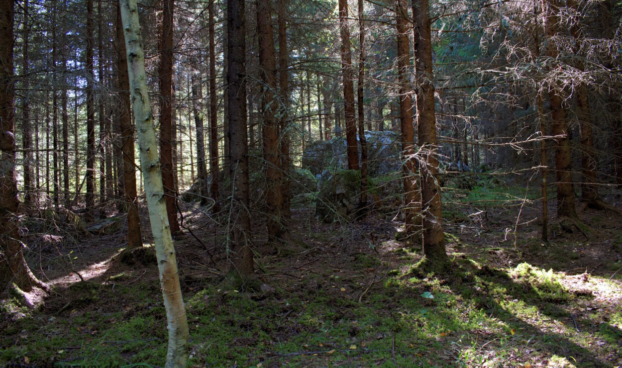 Eine sonnenbeschienene Waldszene mit dichten Bäumen, moosigem Boden und verstreuten Felsen.