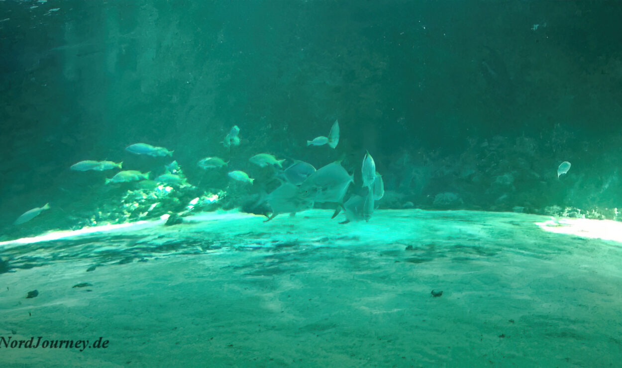 Unterwasserszene mit einem Fischschwarm, der nahe dem sandigen Meeresboden schwimmt, umgeben von klarem, blauem Wasser.