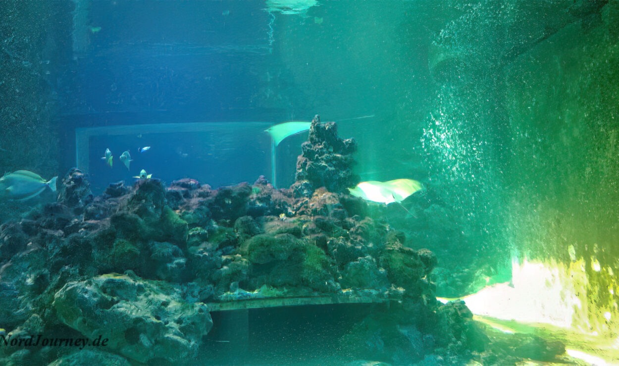 Unterwasserszene mit Fischen, die in einem großen Aquarium um Korallenformationen schwimmen, beleuchtet von grünem und gelbem Licht.