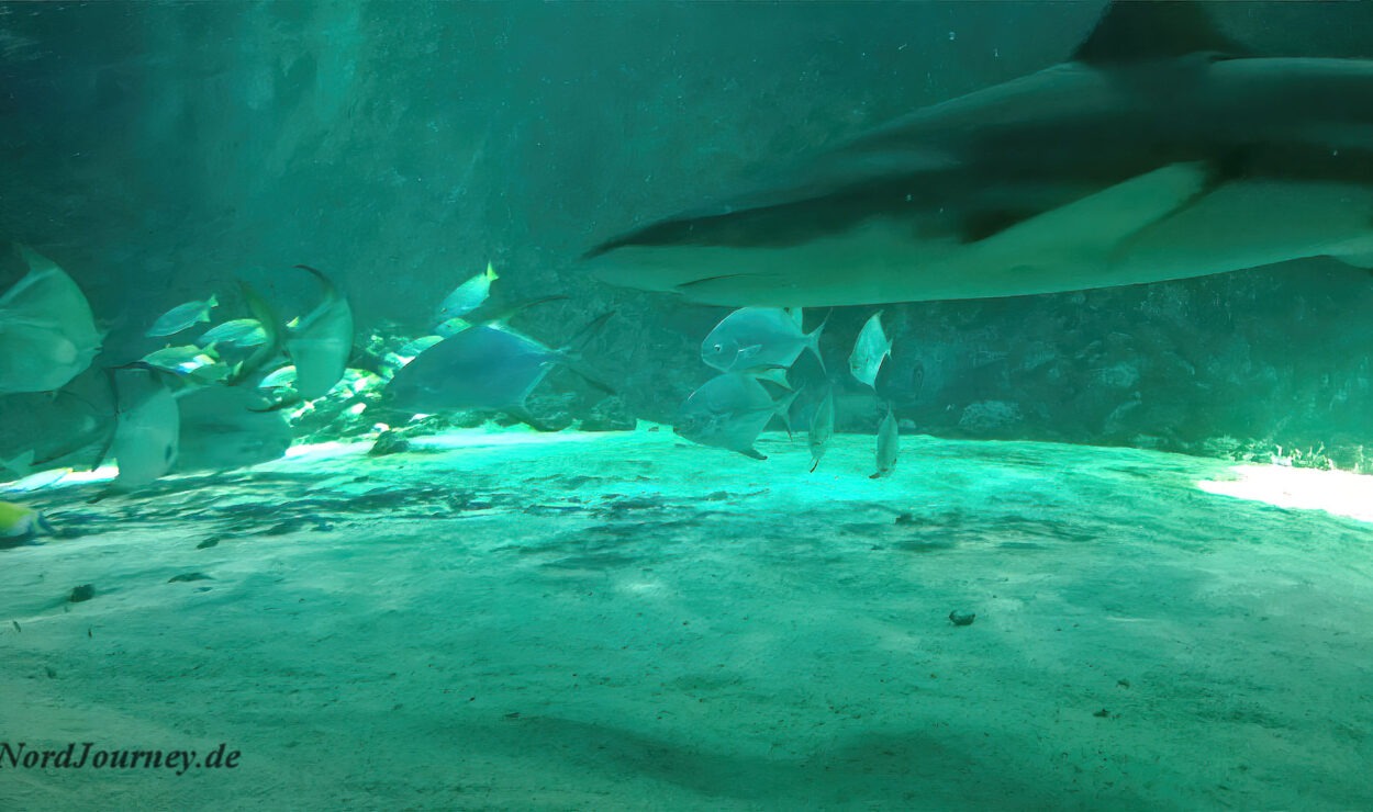 Hai schwimmt in der Nähe einer Fischgruppe in einer türkisfarbenen Unterwasserlandschaft.