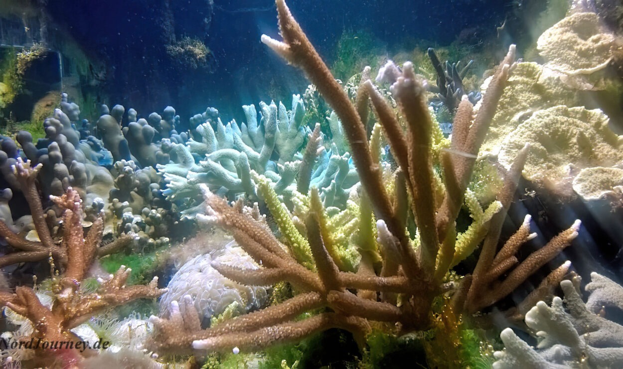 Unterwasserszene mit verschiedenen Korallen und Meereslebewesen in unterschiedlichen Farben und Formen, beleuchtet durch das durch das Wasser eindringende Sonnenlicht.