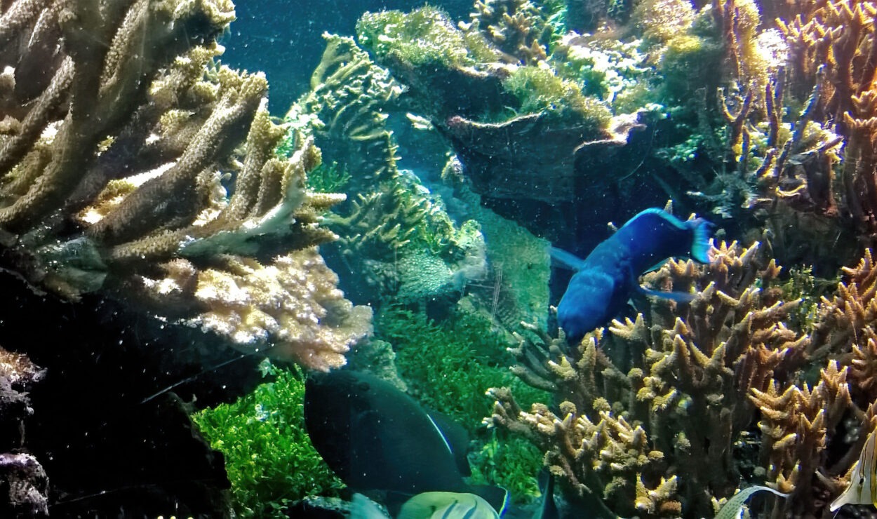 Aquariumszene mit verschiedenen Korallenformationen und verschiedenen schwimmenden Fischen, darunter ein markanter blauer Fisch im Vordergrund.