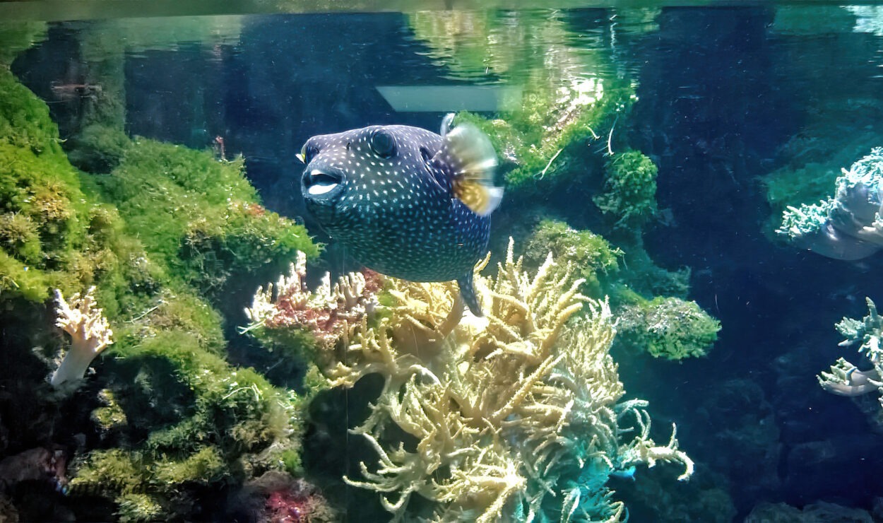 Kugelfische schwimmen in einem klaren Aquarium in der Nähe von Korallen und Seetang.