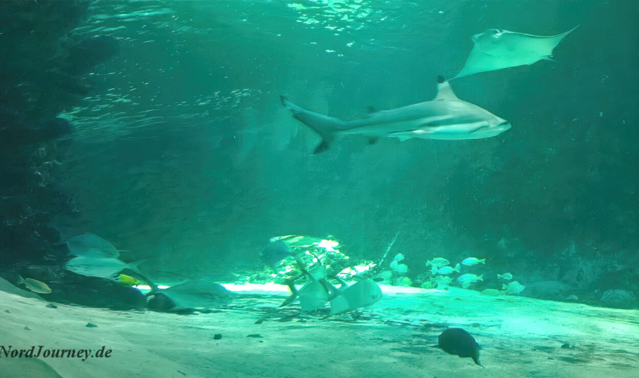 Unterwasserszene mit einem Hai und einem Stachelrochen, die in der Nähe eines Schiffswracks schwimmen, umgeben von verschiedenen Fischen in klarem, grünlichem Wasser.