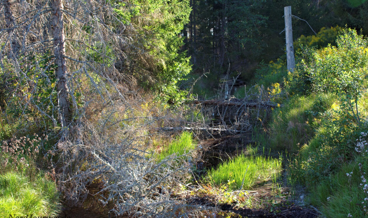 Ein kleiner Bach fließt durch einen Wald, umgeben von abgefallenen Ästen und grüner Vegetation im gesprenkelten Sonnenlicht.