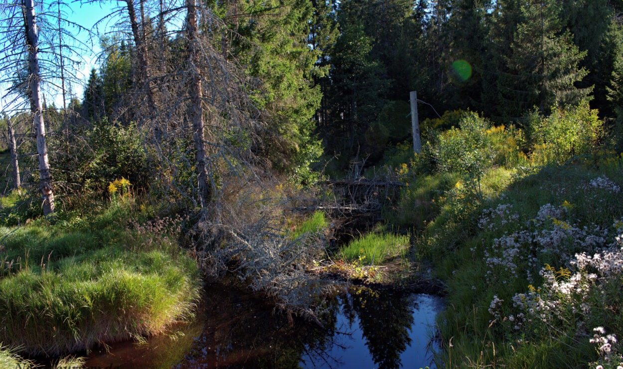 Ein kleiner, ruhiger Waldbach, umgeben von üppiger grüner Vegetation und Bäumen. Ein umgestürzter Baum liegt quer über dem Wasser, durch die Äste fällt Sonnenlicht.