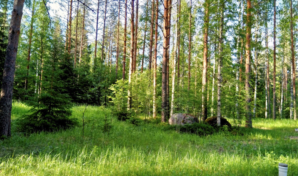 Sonnenbeschienener Wald mit hohen Bäumen, grünem Unterholz und großen Felsen, die über eine Grasfläche verstreut sind.