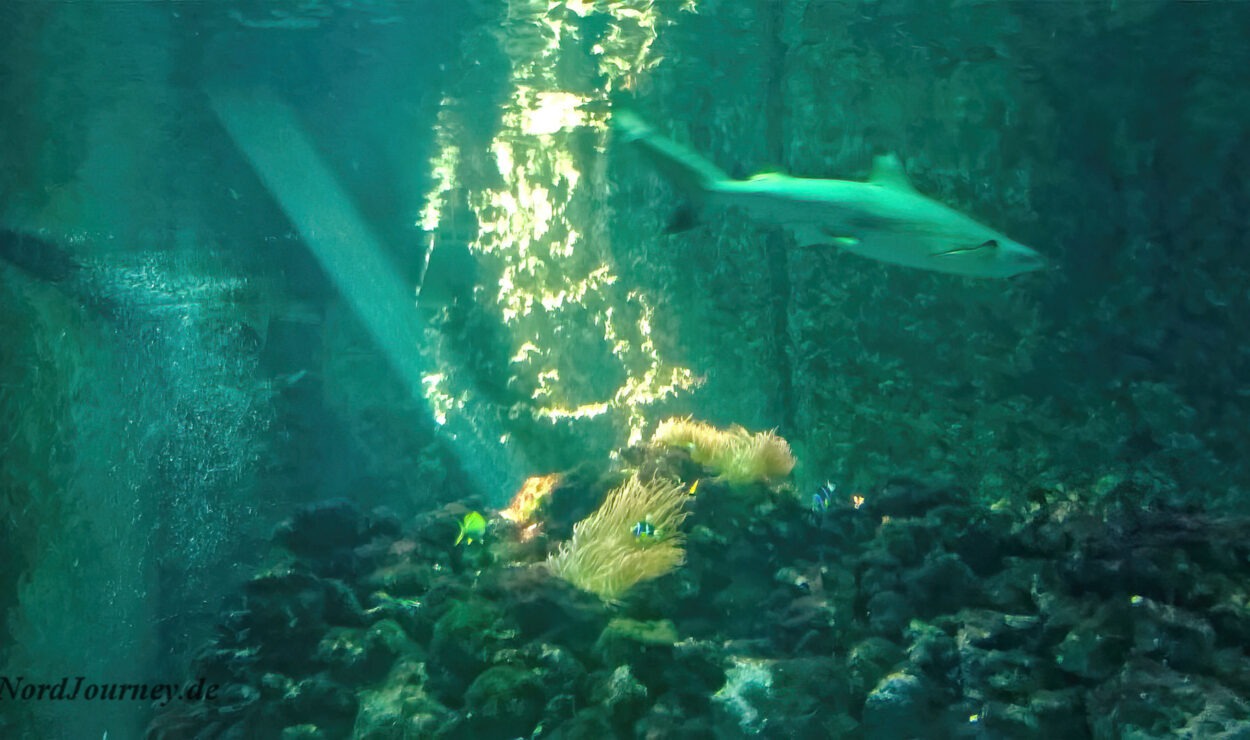 Ein Hai schwimmt in einem Aquarium über Korallen und Seeanemonen, während das Sonnenlicht durch das Wasser fällt.