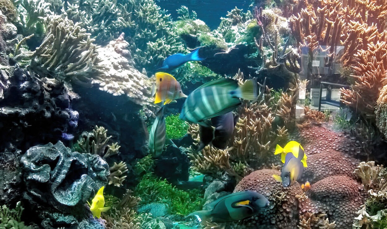 Eine lebendige Unterwasserszene mit verschiedenen bunten Fischen, die zwischen Korallenriffen schwimmen.