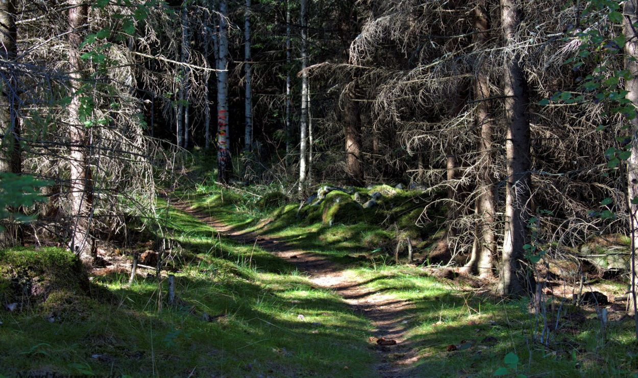 Ein sonnenbeschienener Waldweg schlängelt sich durch hohe Bäume mit grünem Unterholz und Moosflecken auf dem Boden.