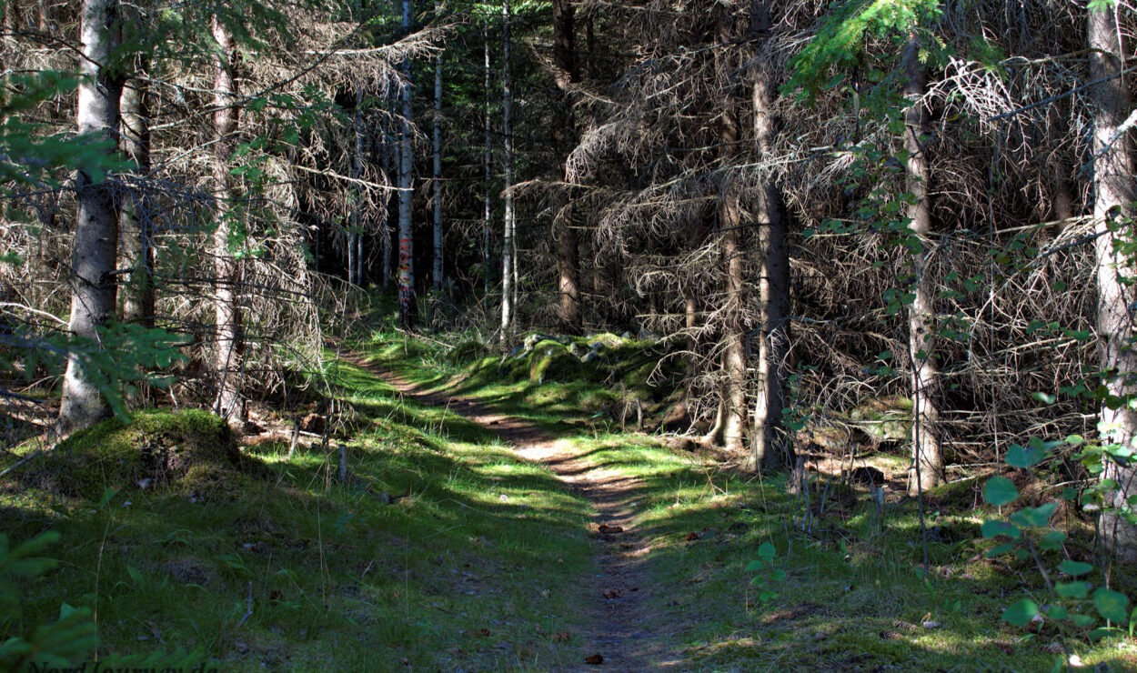 Ein schmaler Feldweg schlängelt sich durch einen dichten Wald mit hohen Bäumen und gesprenkeltem Sonnenlicht, das durch das Laub fällt.