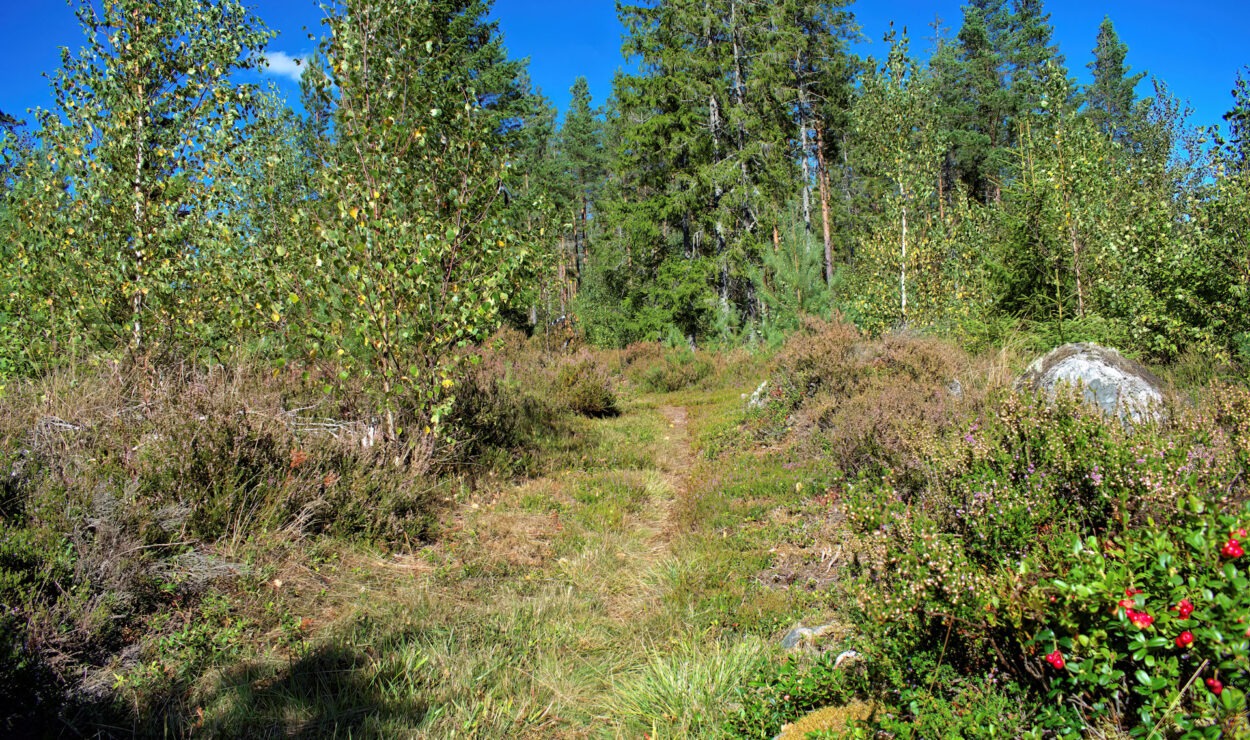 An einem klaren, sonnigen Tag schlängelt sich ein schmaler Feldweg durch ein Waldgebiet mit grünen Bäumen und Büschen.