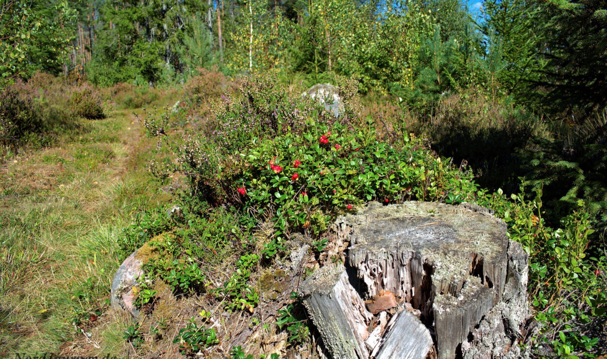 Ein Waldweg mit Gras und Laub, im Vordergrund ein Baumstumpf. An den Pflanzen in der Nähe wachsen unter einem blauen Himmel kleine rote Beeren.