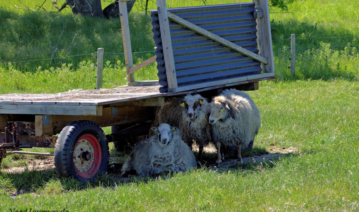 Drei Schafe ruhen sich an einem sonnigen Tag unter einem Holzanhänger auf einer Wiese aus und suchen Schatten.