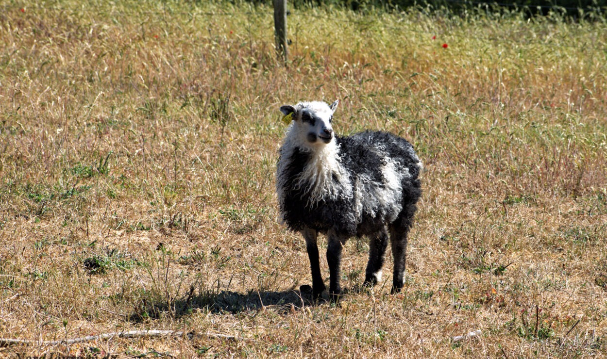 Ein schwarz-weißes Schaf steht auf trockenem Gras auf einem Feld mit einem Zaun und Grün im Hintergrund.