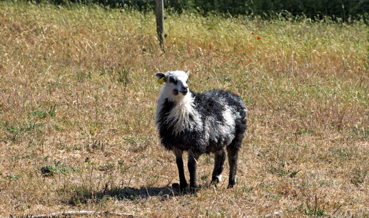 Ein Schaf mit dunklem Körper und hellem Gesicht steht auf einer Wiese.