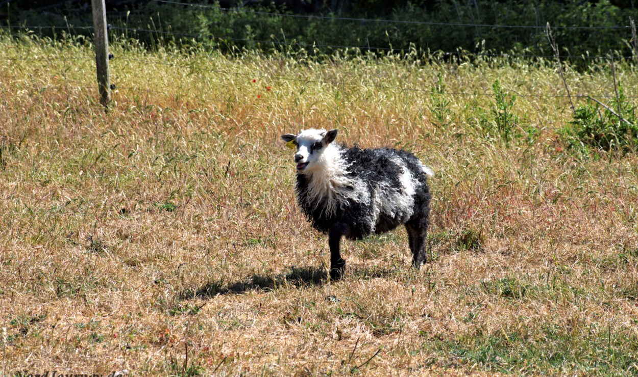 Ein Schaf mit schwarz-weißem Wollfell steht allein auf einer Wiese, umgeben von einem Maschendrahtzaun und Bäumen im Hintergrund.