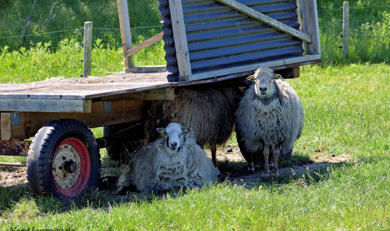 Drei Schafe ruhen unter einem Holzkarren mit Wellblechdach auf einer Wiese.