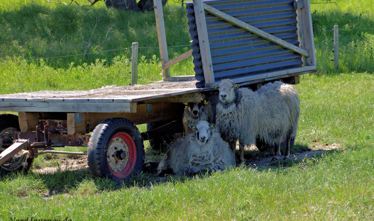 Drei Schafe ruhen unter einem Holzkarren auf einer Wiese.